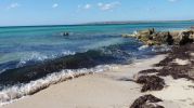 Orilla de la playa con posidonia