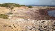 Posidonia en la costa