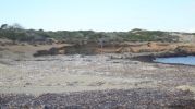 Posidonia sobre la arena protege la erosin de la playa
