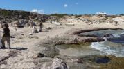 Posidonia en la orilla de la playa de Es Carnatge