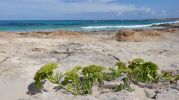 Vegetacin en la arena playa de ses Canyes Formentera