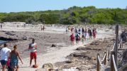 Zona de dunas acordonadas en Es Peregons petits