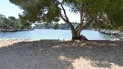  gran árbol en la arena que da mucha sombra